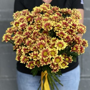 Красно-желтая кустовая хризантема Бакарди