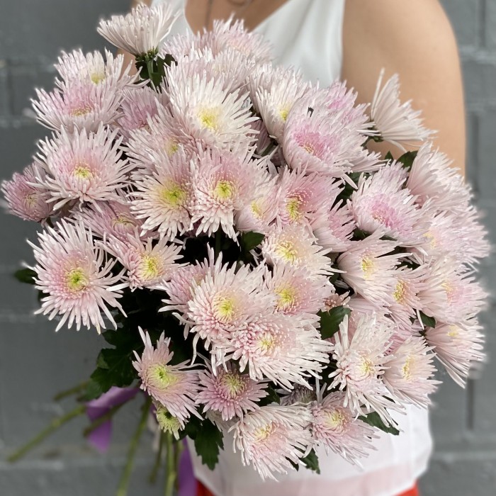 Кустовая розовая игольчатая хризантема Каприоль