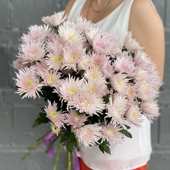 Кустовая розовая игольчатая хризантема Каприоль
