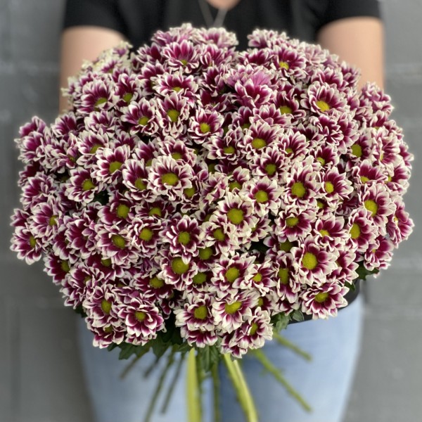 Хризантема Сантини фиолетово-белая