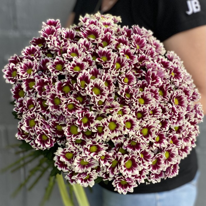 Хризантема Сантини фиолетово-белая