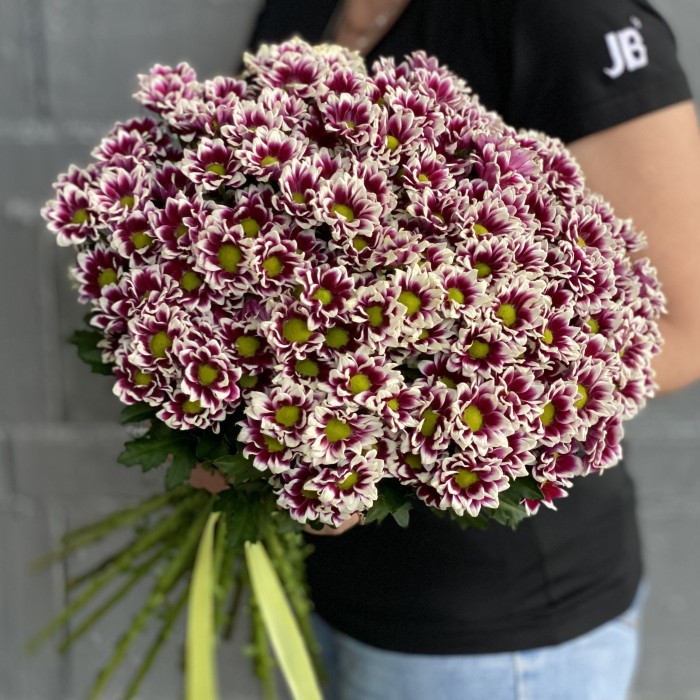 Хризантема Сантини фиолетово-белая