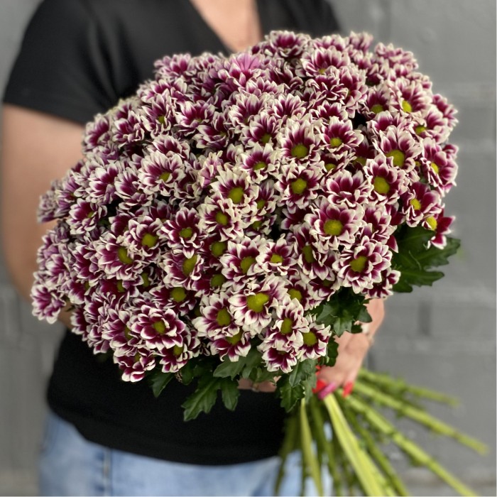 Хризантема Сантини фиолетово-белая