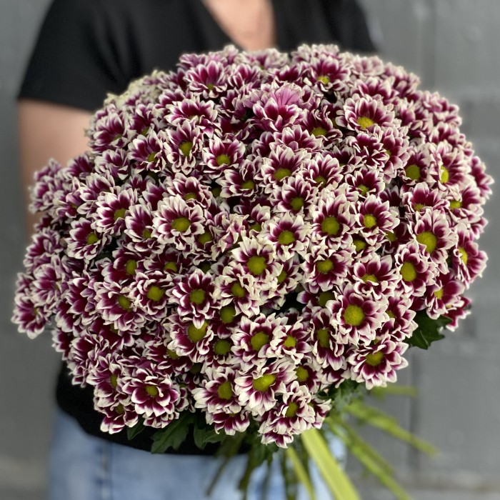 Хризантема Сантини фиолетово-белая