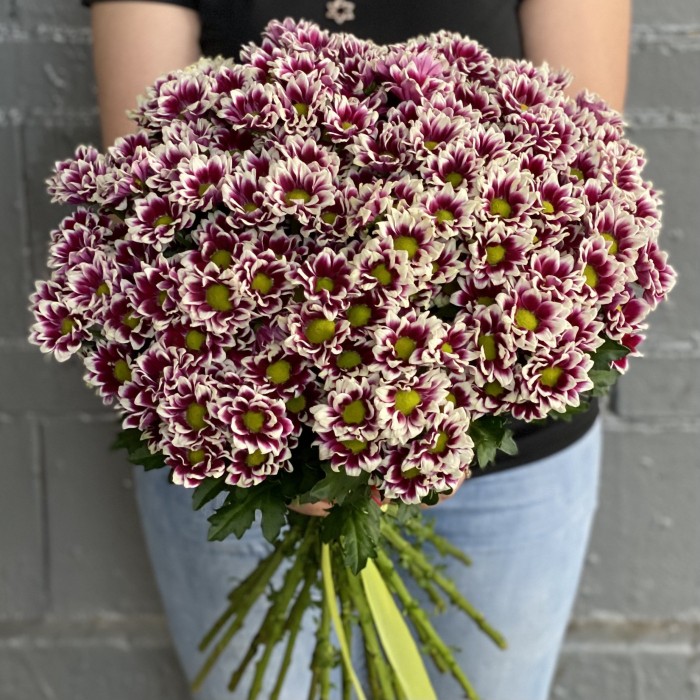 Хризантема Сантини фиолетово-белая