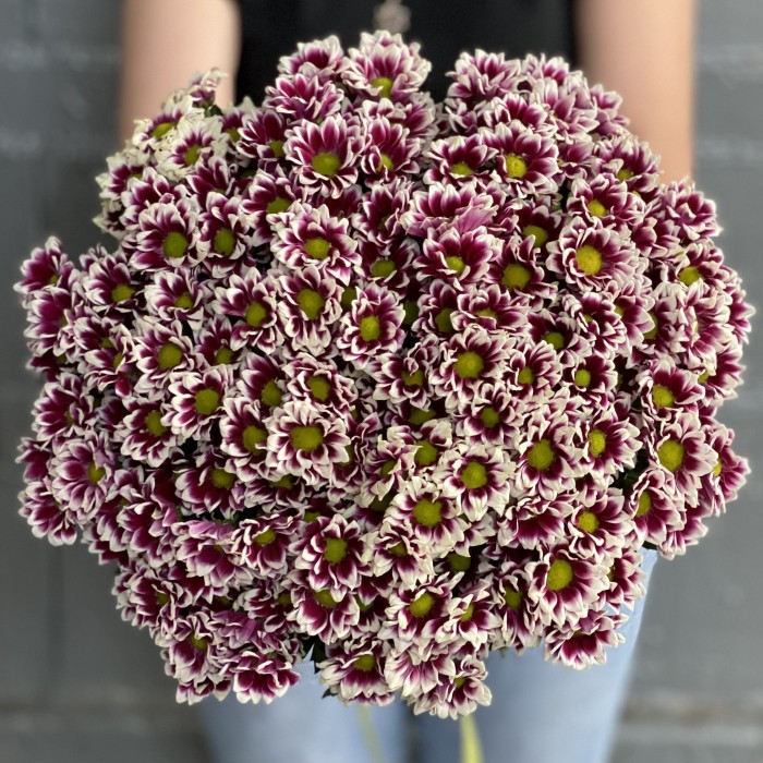 Хризантема Сантини фиолетово-белая