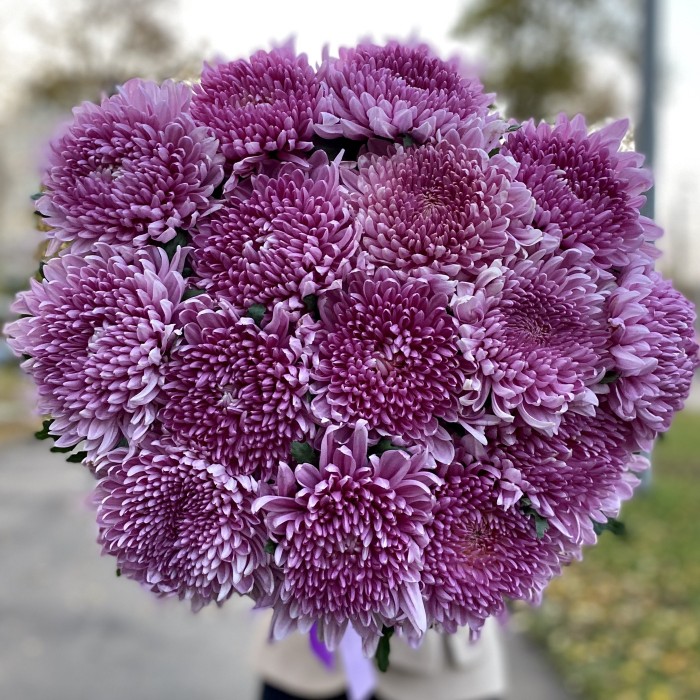 Хризантемы Крым фиолетовая