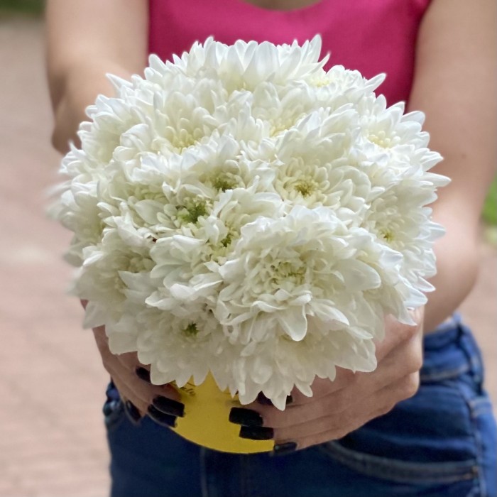 Кустовая белая хризантема Балтика в коробке