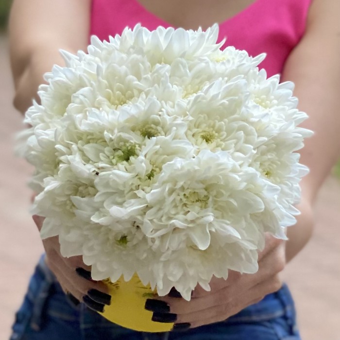 Кустовая белая хризантема Балтика в коробке