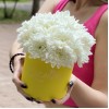 Кустовая белая хризантема Балтика в коробке