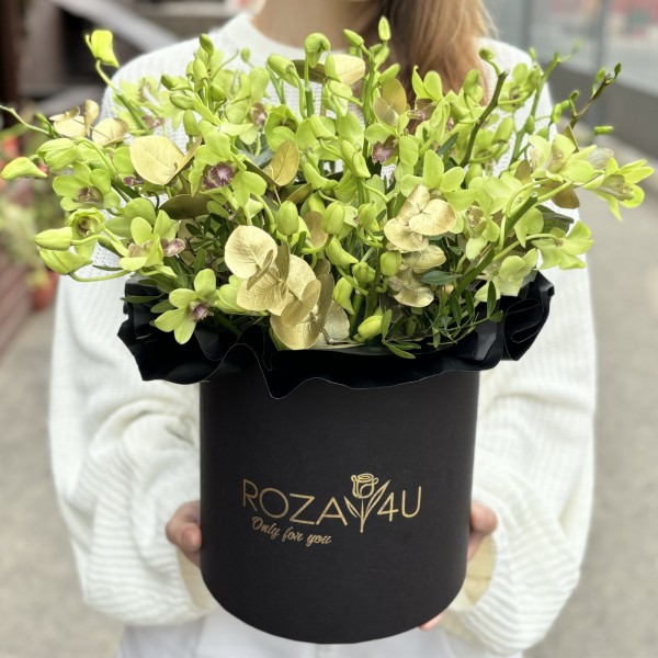 Зеленая орхидея дендробиум в коробке