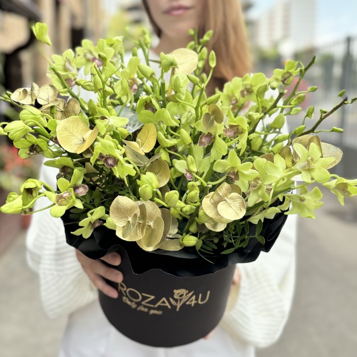 Зеленая орхидея дендробиум в коробке