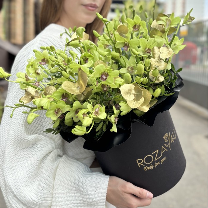 Зеленая орхидея дендробиум в коробке