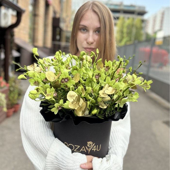 Зеленая орхидея дендробиум в коробке