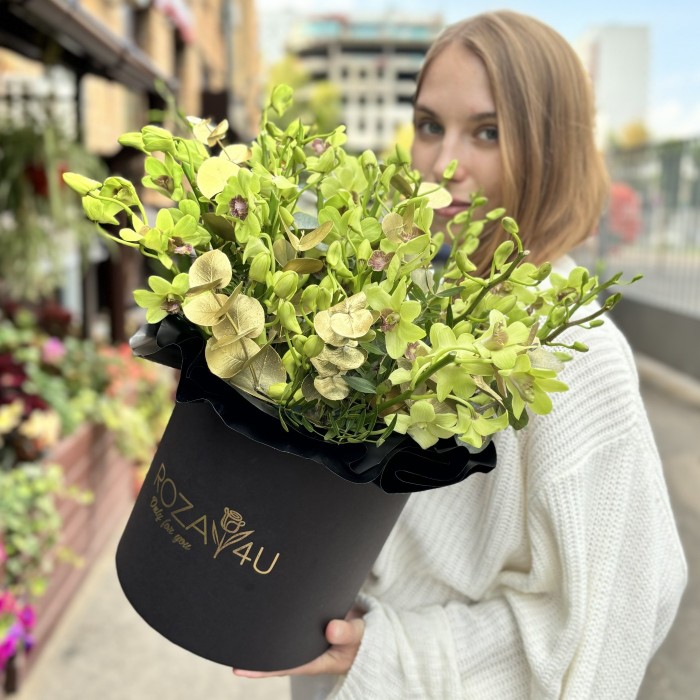 Зеленая орхидея дендробиум в коробке