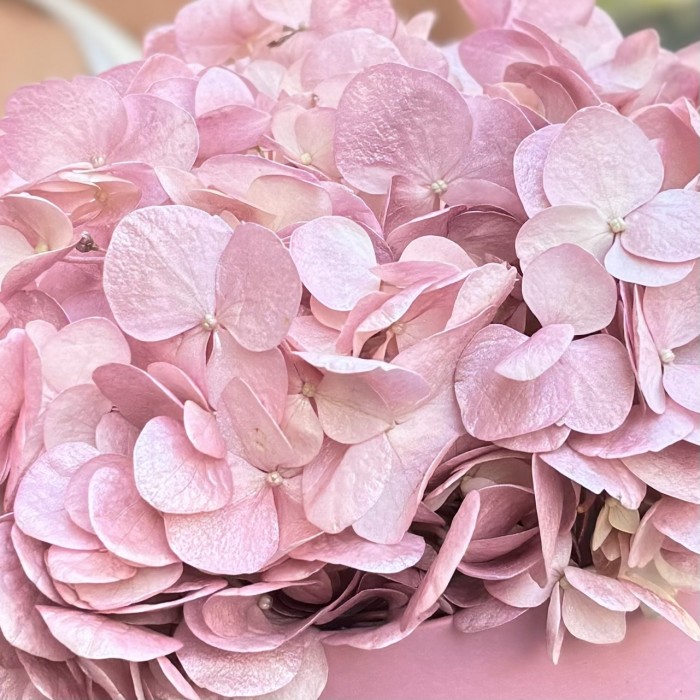 Жемчужно-розовая гортензия в коробке