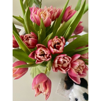 Фото отзыв: Здравствуйте!!! Снова воспользовалась услугами этой компании) И опять не пожалела. Это становится доброй традицией) <br />
Заказала накануне дочке на именины тюльпаны Колумбус. Доставили вовремя. Все цветы свежие и целые. Бутоны были не раскрывшиеся и трудно было сообразить, пионовидные они или нет) Но зная их свойства в тепле быстро распускаться, через пару часов стало видно всю их красоту!!! Скоро праздник у милых дам, очень рекомендую на подарок) Не пожалеете. Заявленные пять дней простоять и не завять, оправдались.