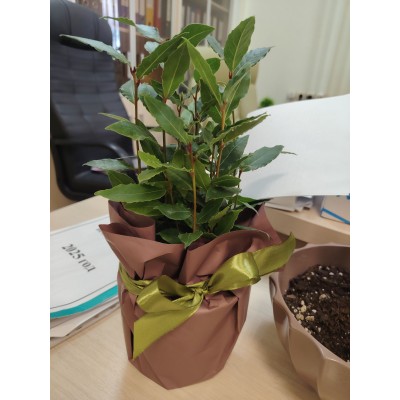 Фото отзыв: Покупала лавр в подарок коллеге. Все хорошо: на заказ отреагировали быстро, за день до получения заказа прислали фото, напомнили о том, что все готово к выдаче. Цветок выглядит прекрасно, мило упаковали)) Спасибо большое за красоту и сервис) 