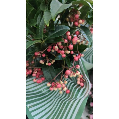 Фото отзыв: Огромное спасибо Елене за ардизию! Цветок превзошёл ожидания: крепкий, с насыщенной зеленью и обилием ягод. Особенно ценю, что продавец не просто передаёт растение, а действительно переживает за его дальнейшую судьбу — подробно объяснила, как адаптировать цветок после переезда, какие нюансы учитывать зимой. Общение было приятным и внимательным. Теперь это украшение моего подоконника, и я с уверенностью советую Елену как надёжного продавца с любовью к растениям!Буду советовать ваш магазин!!