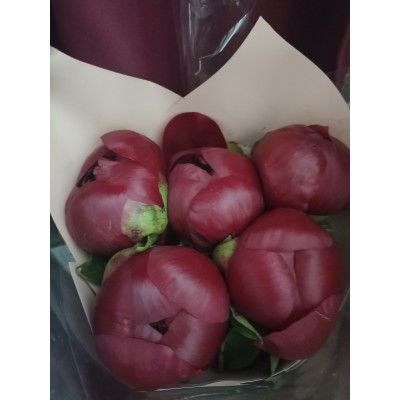 Бордовые пионы Фото отзыв: Бордовые пионы