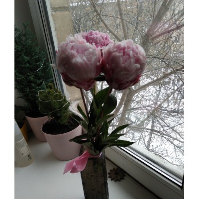 Фото отзыв: Спасибо за быструю доставку и качественные цветы. Перед доставкой прислали фото. Буду рекомендовать этот магазин)