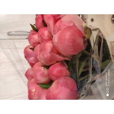 Фото отзыв: Великолепные пионы! Дышат свежестью и красотой! Лучшие! Я ваша навеки клиент! 