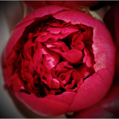 Фото отзыв: Оказалось, что найти пионы в первых числах марта задача очень сложная.  У всех есть пионовидные розы, пионовидные тюльпаны, но нет пионов!!! Я вначале проехал целые районы на машине, потом начал обзванивать и искать по сайтам. Я понял, что пионы в Москве появляются только пред самым 8 марта. Roza4U порадовали пионами и доставили оперативно радость в первый день весны 