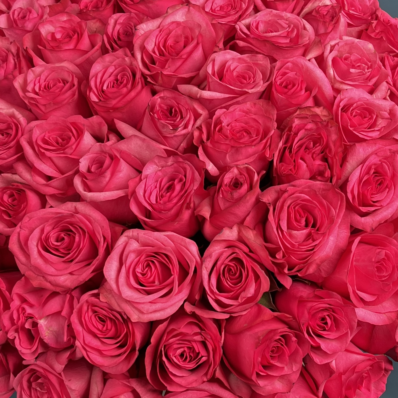 101 малиновая роза Палома Роял в коробке