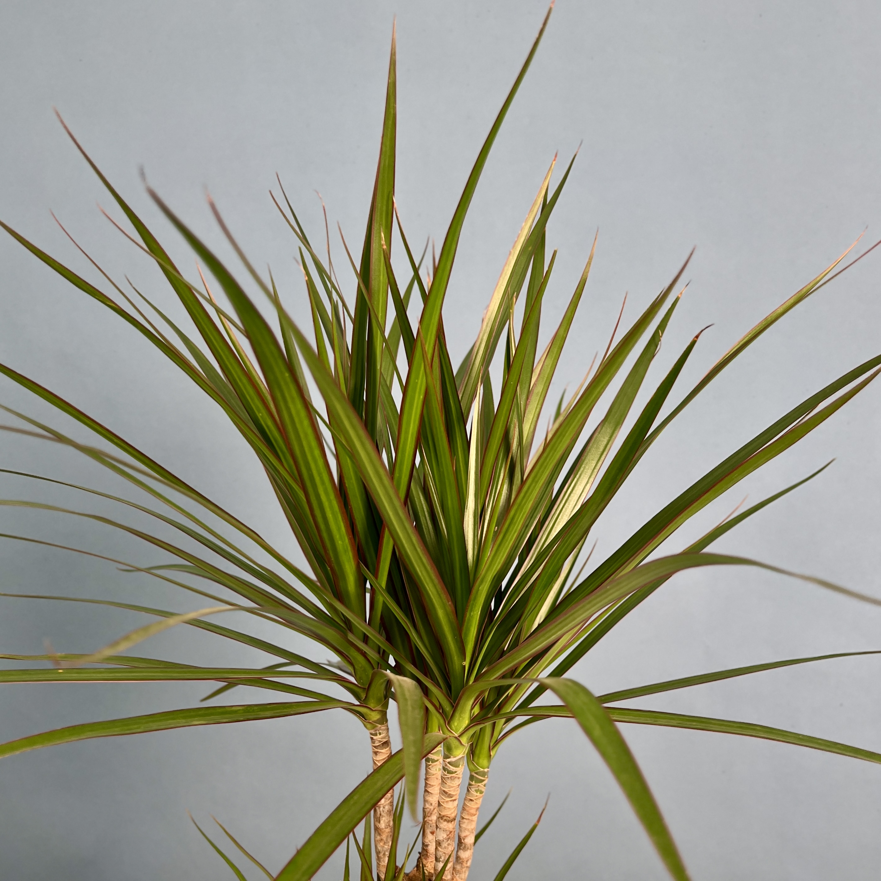 Драцена Маргината