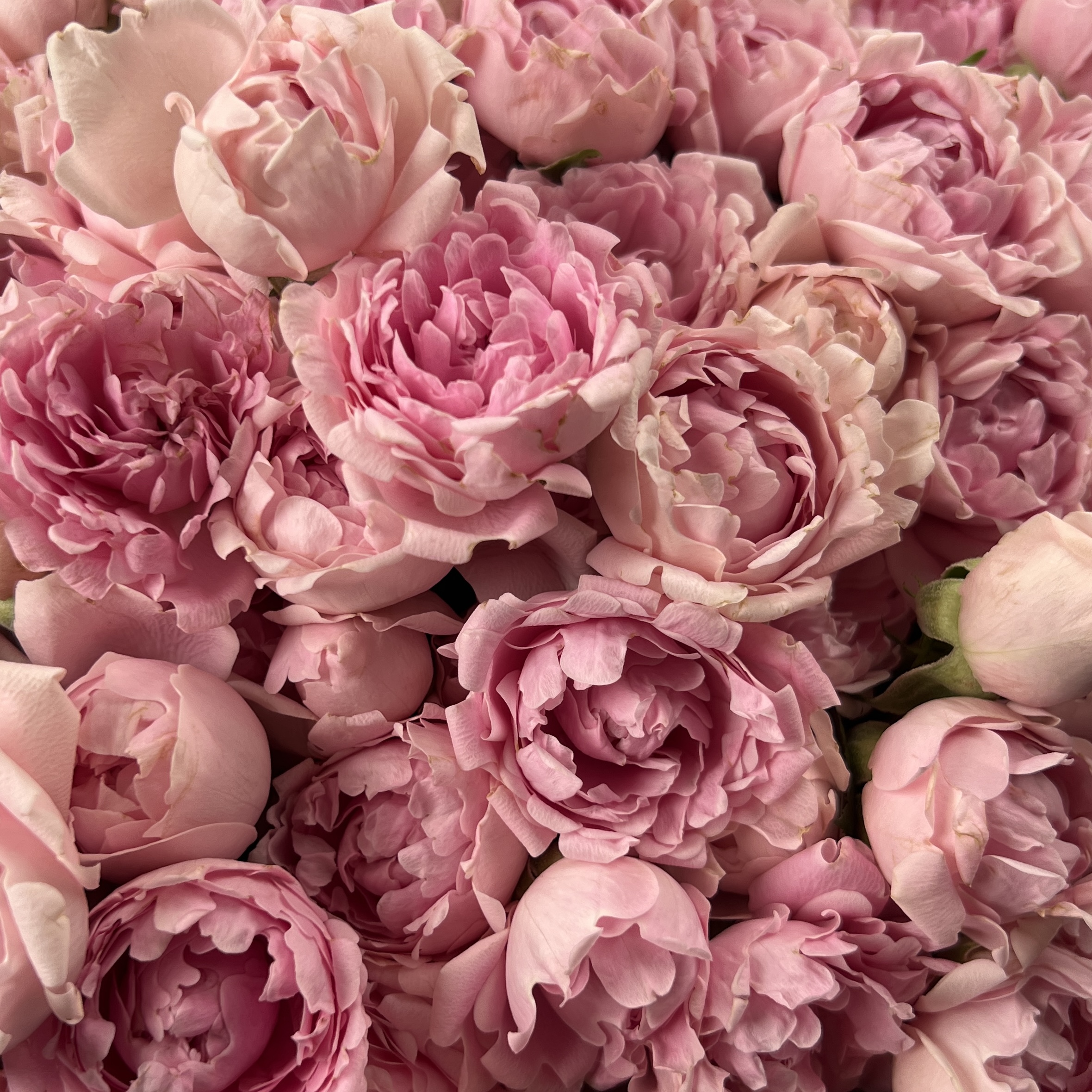 51 кустовая пионовидная роза Кэнди Флоу 40 см