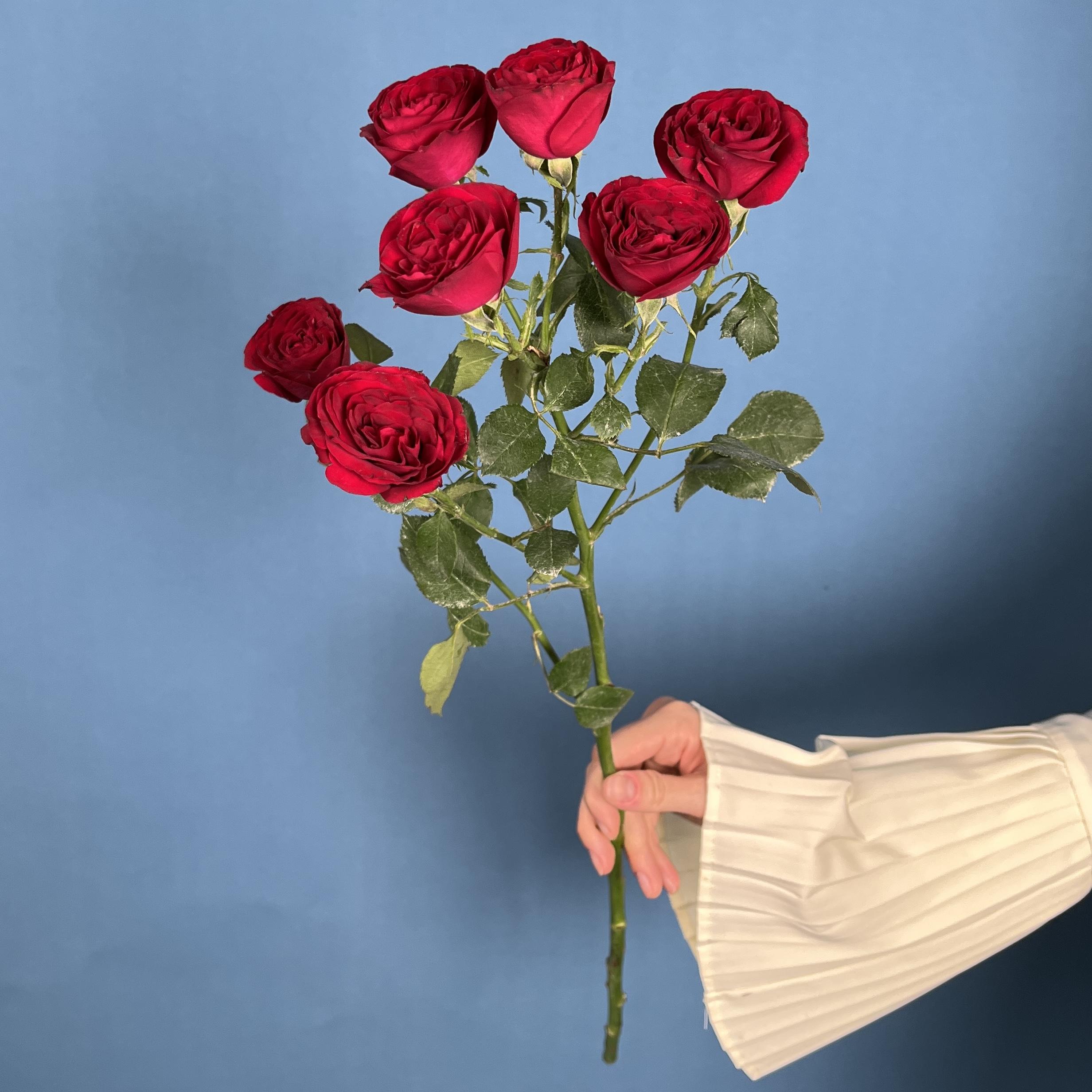 Кустовая пионовидная роза Ред Трендсеттер 70 см