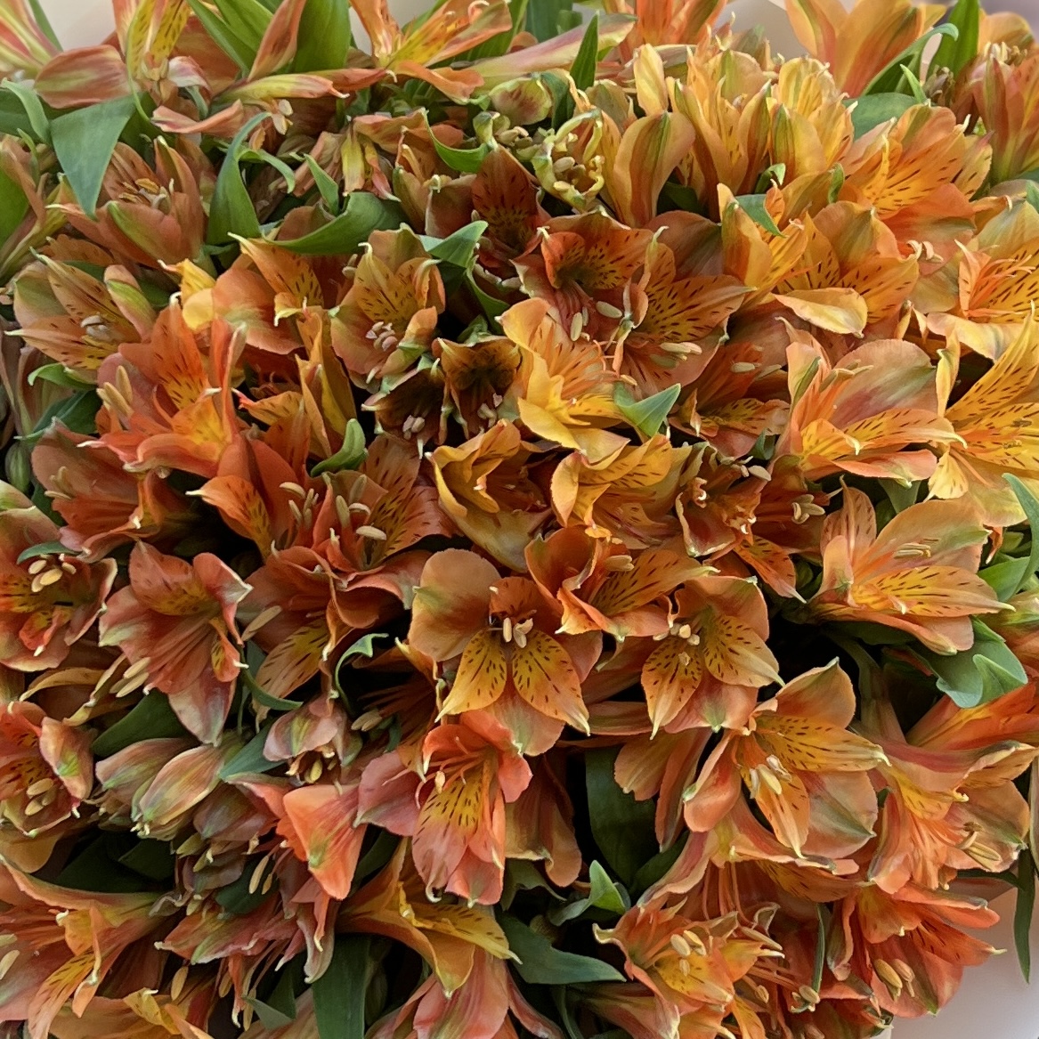 Букет из 29 оранжевых альстромерий