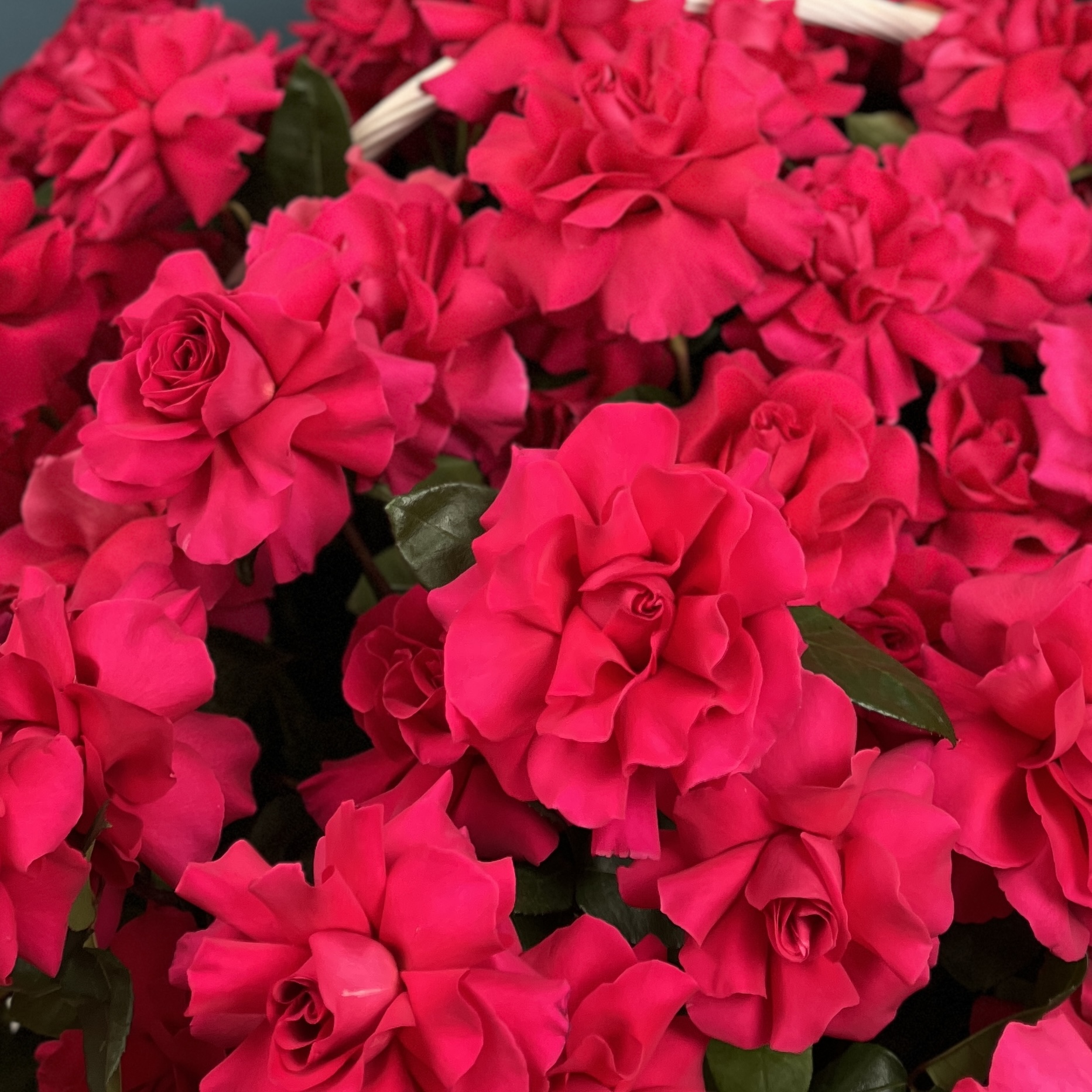 151 малиновая французская Роза  Пинк Флойд в корзине