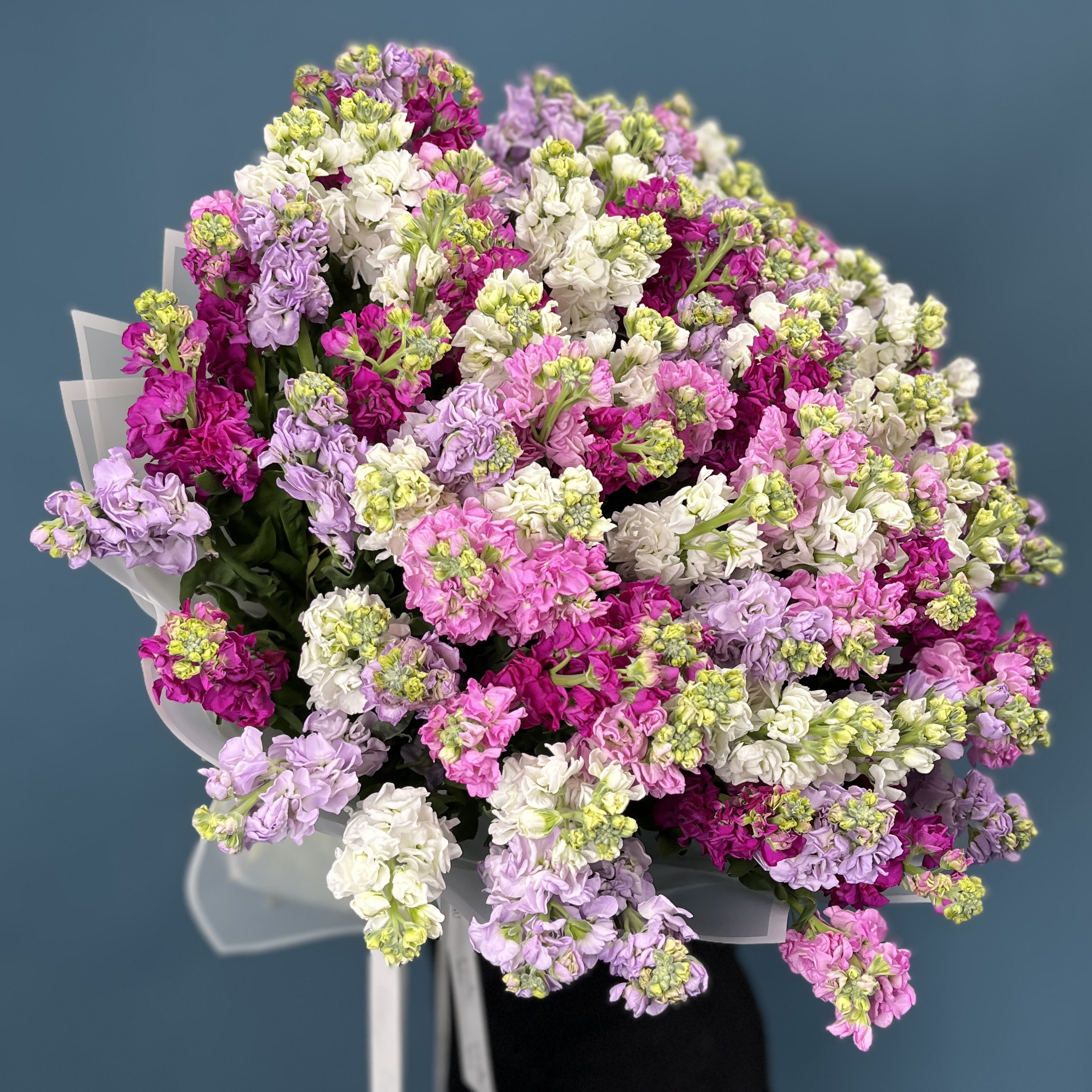 101 маттиола яркий MIX