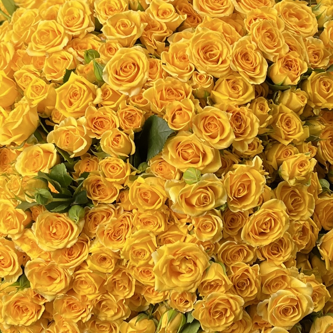 101 кустовая Роза Еллоу бейби 40 см