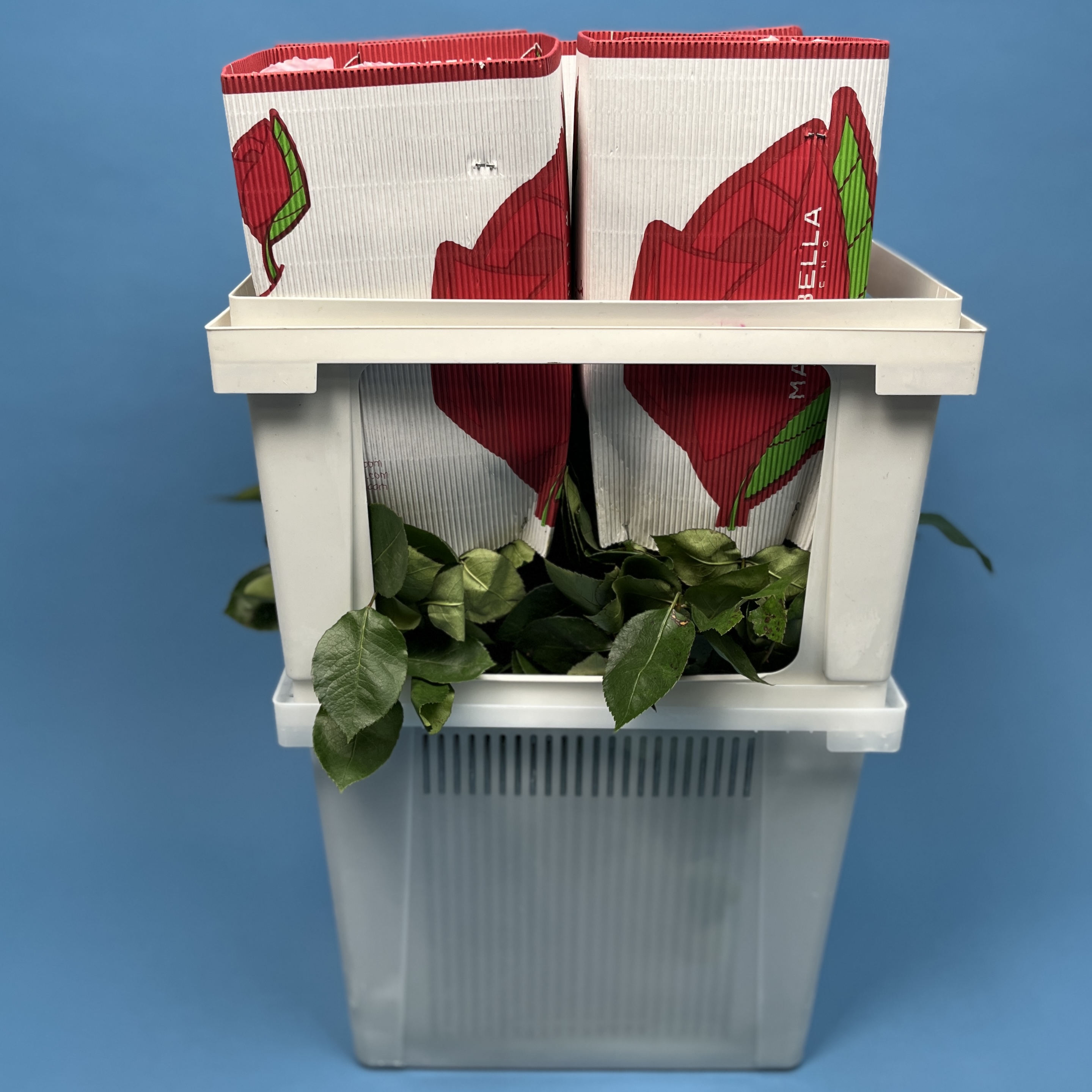 Роза 60 см Розовая Новия