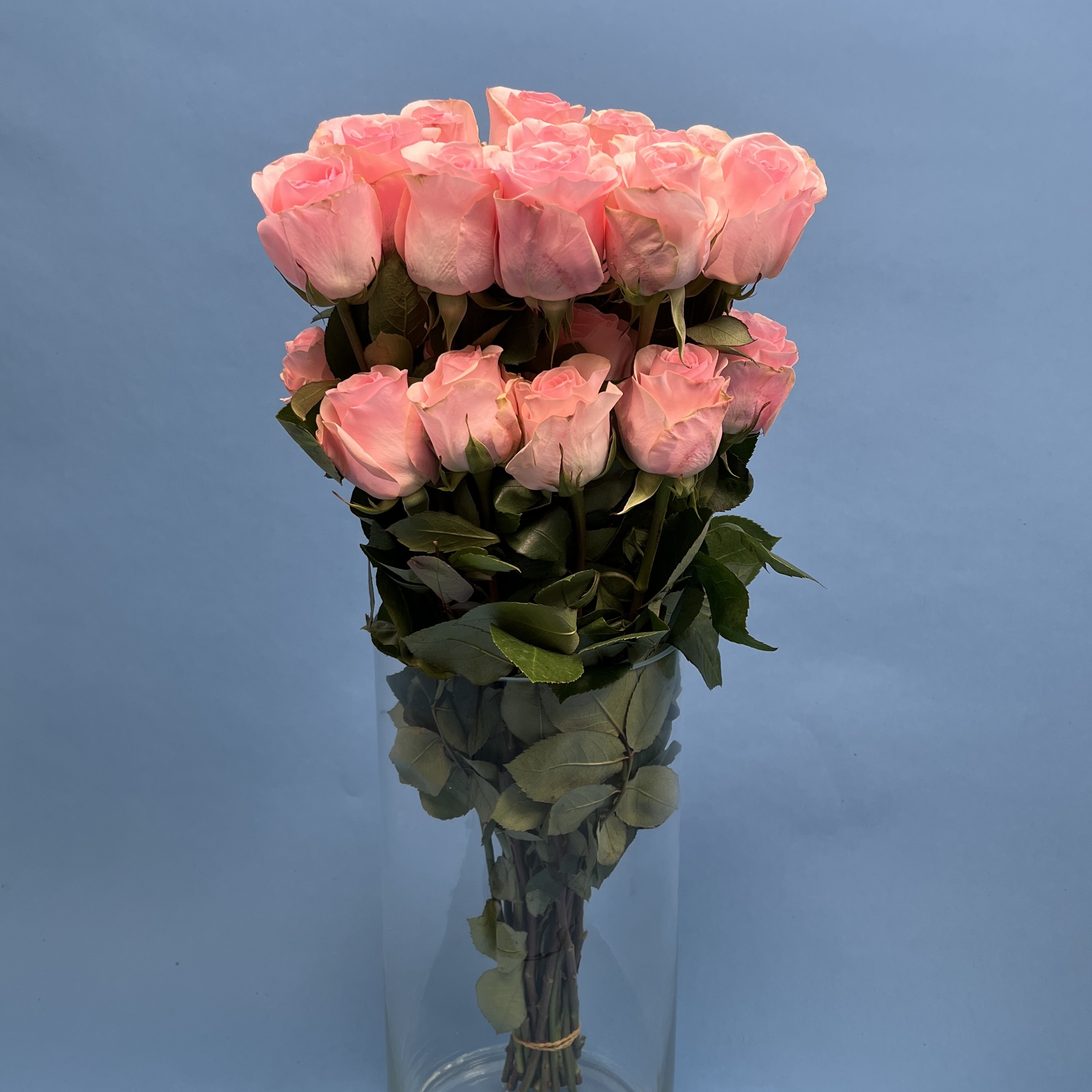 Роза 60 см Розовая Новия