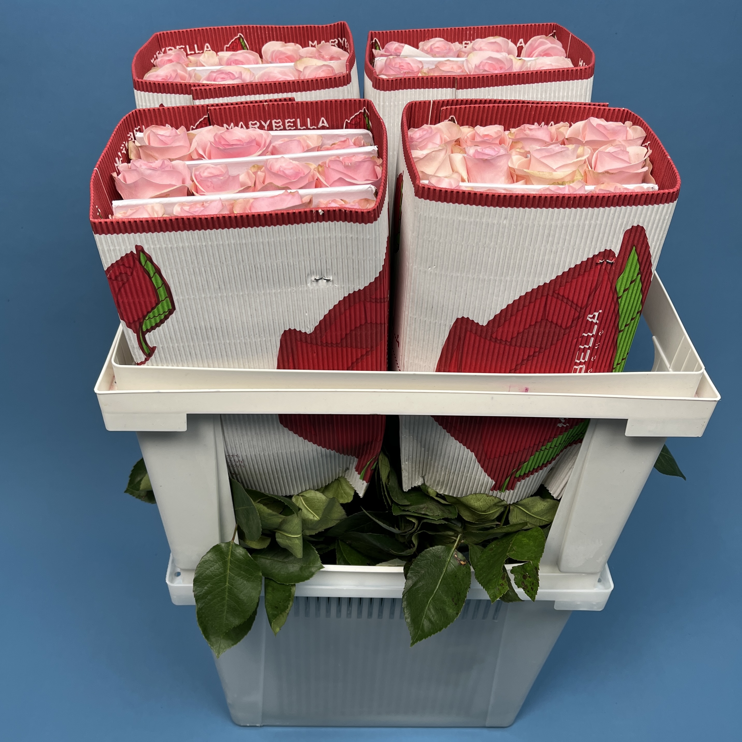 Роза 60 см Розовая Новия