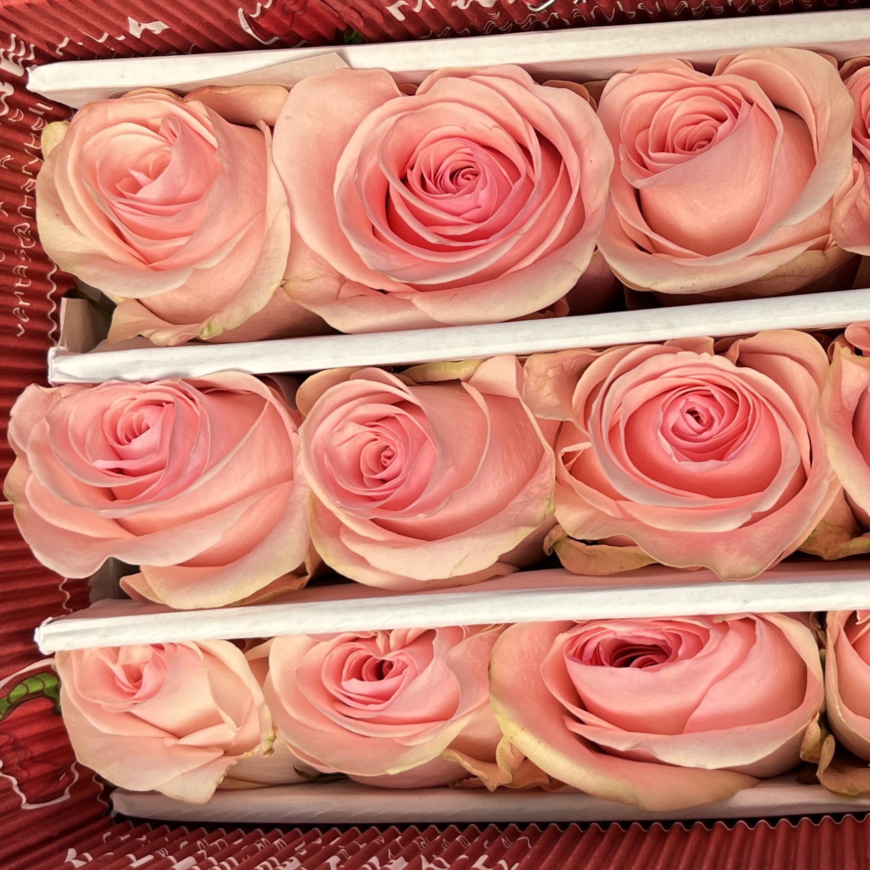 Роза 60 см Розовая Новия