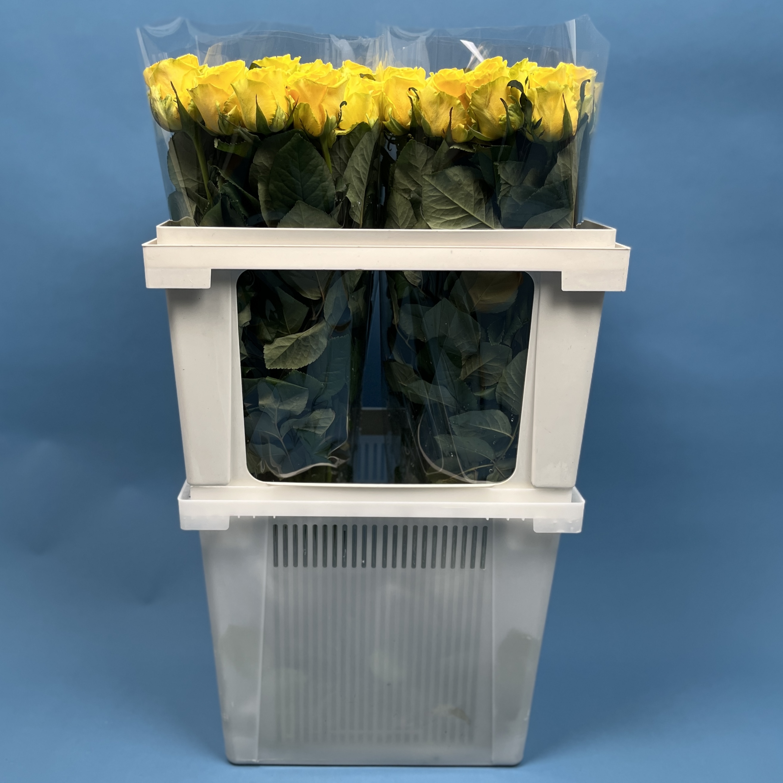 Роза 60 см Жёлтая Моментум