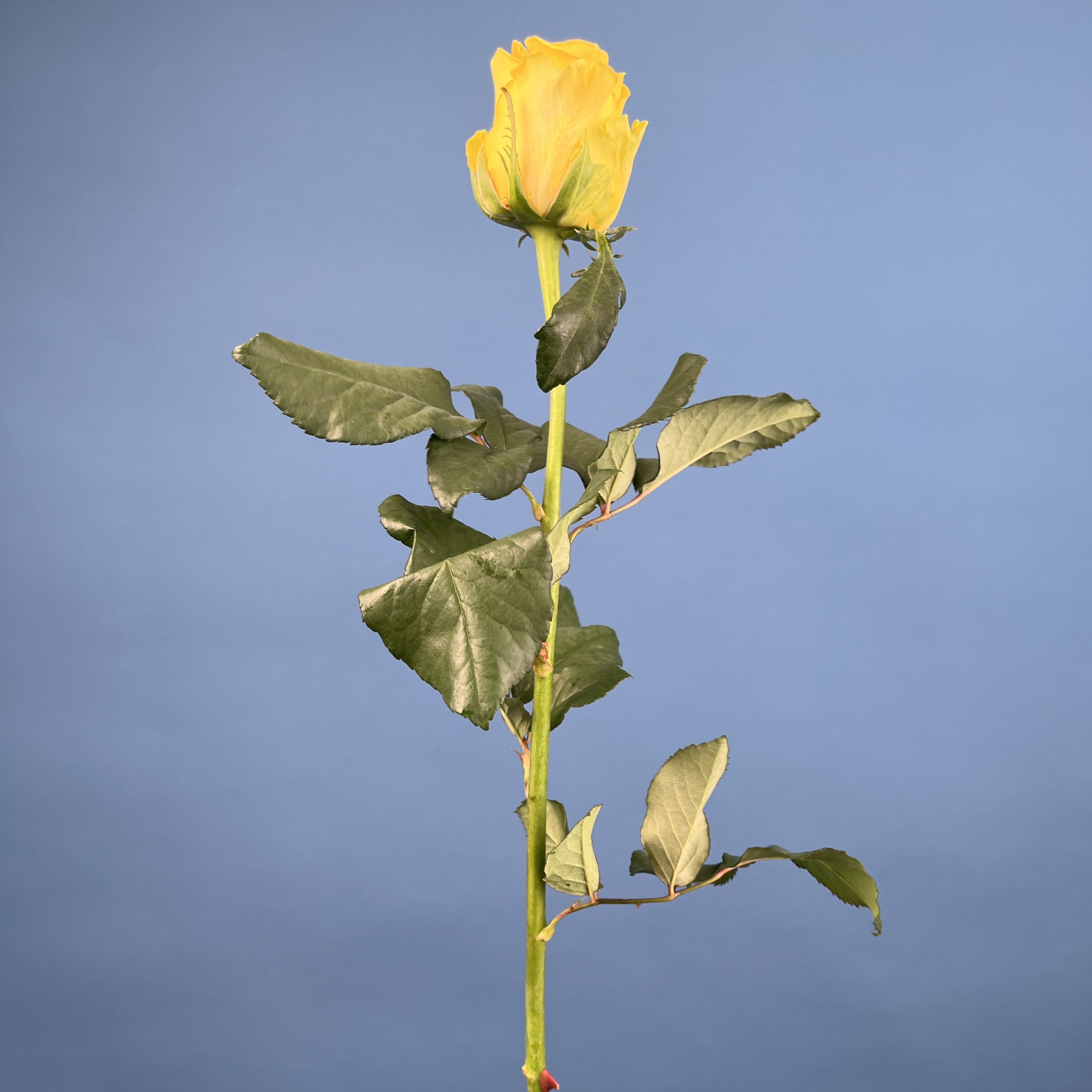 Роза 60 см Жёлтая Моментум