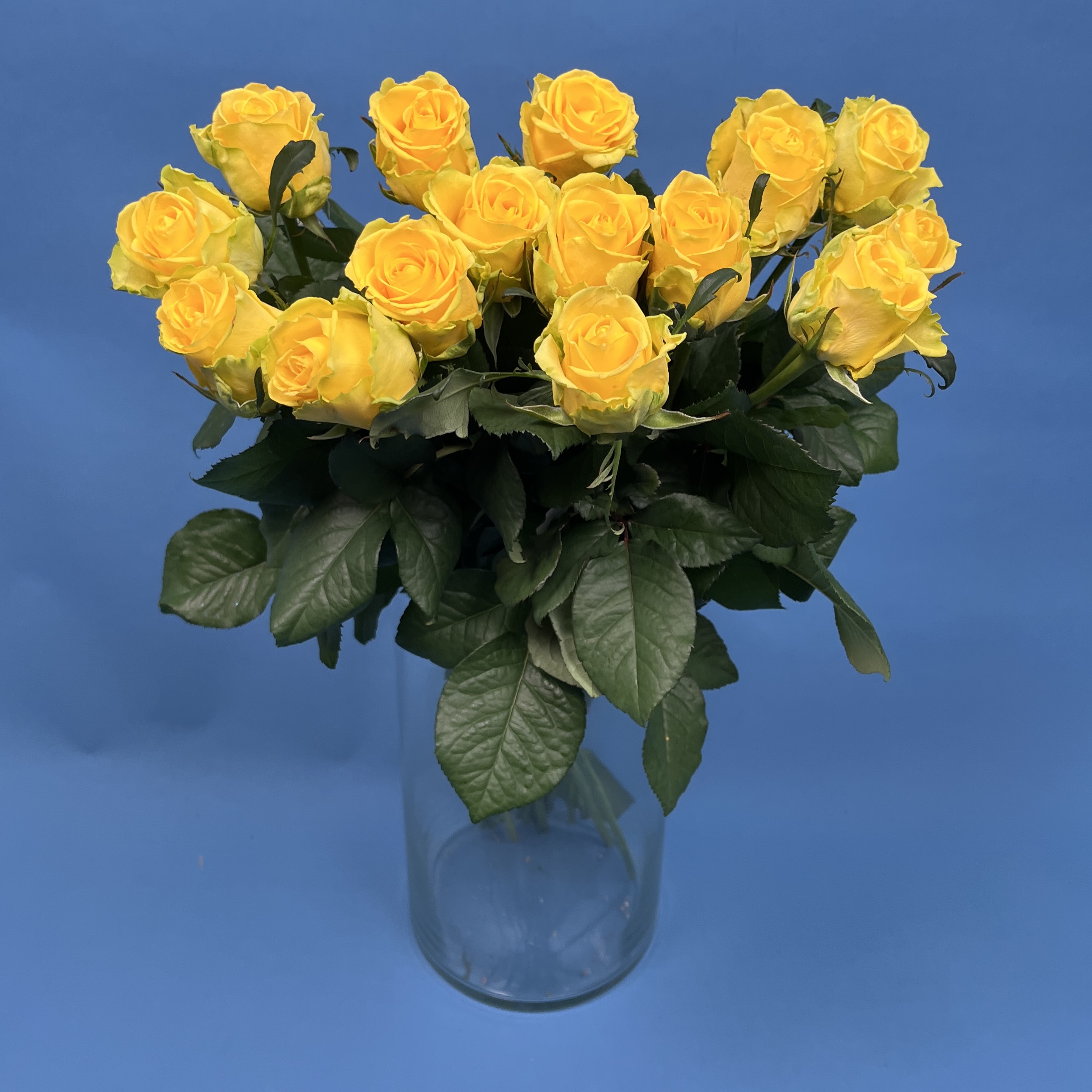 Роза 60 см Жёлтая Моментум