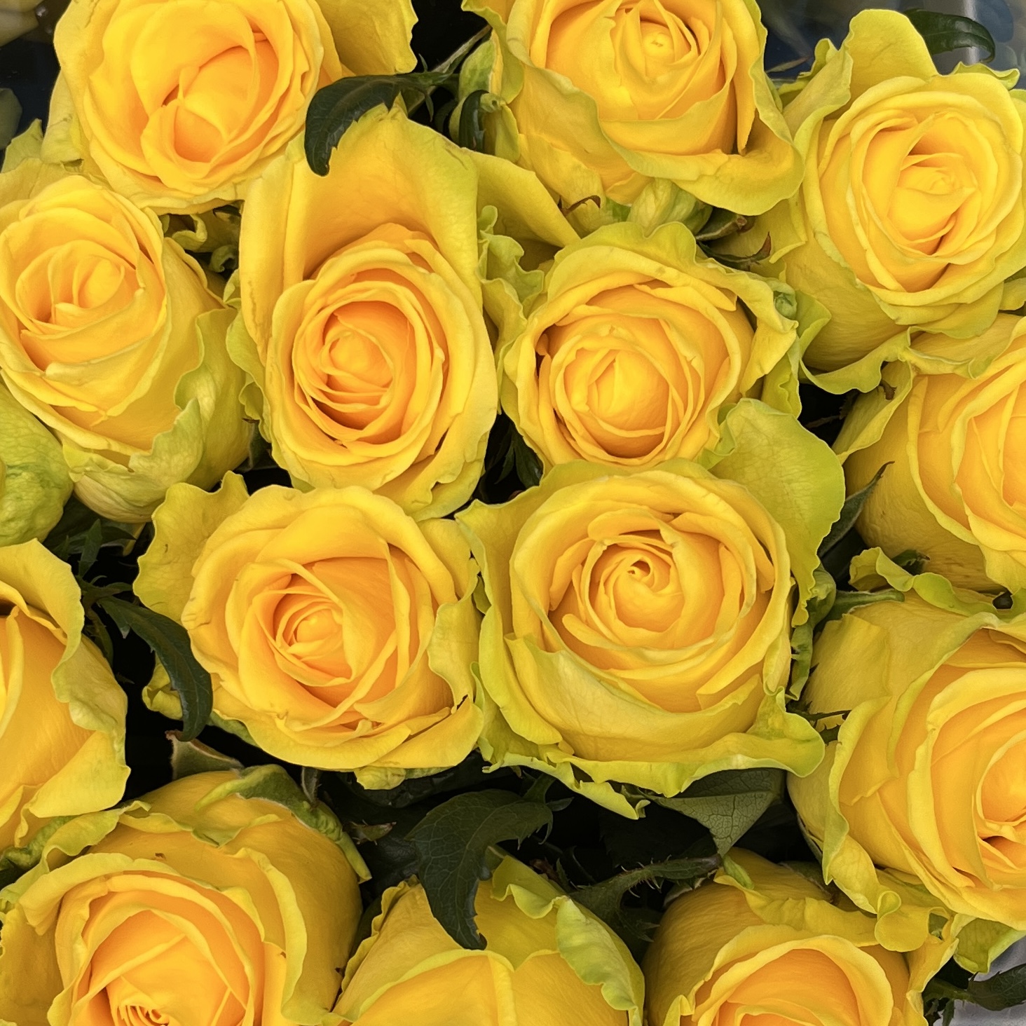 Роза 60 см Жёлтая Моментум