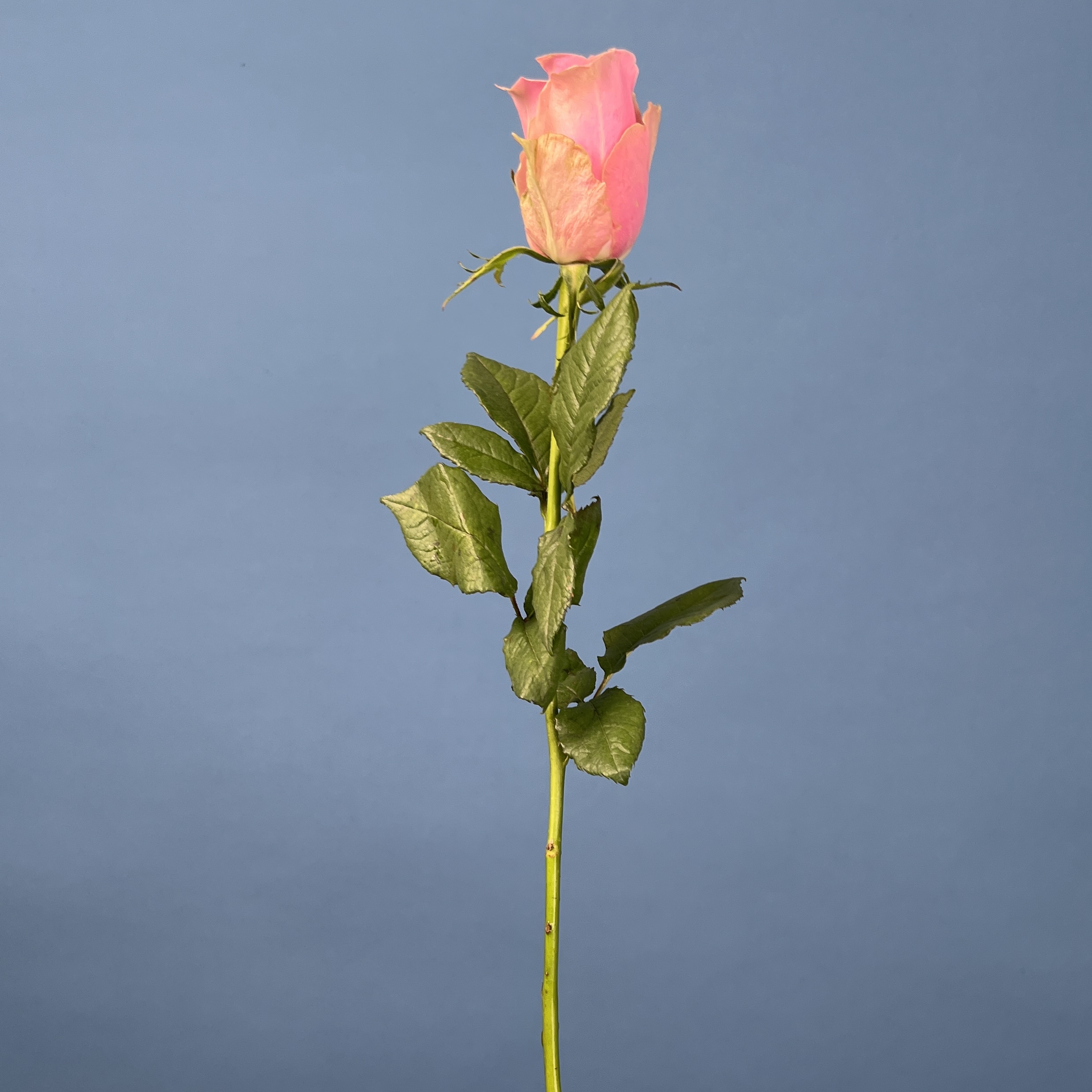 Роза 40 см Розовая Роял Атена