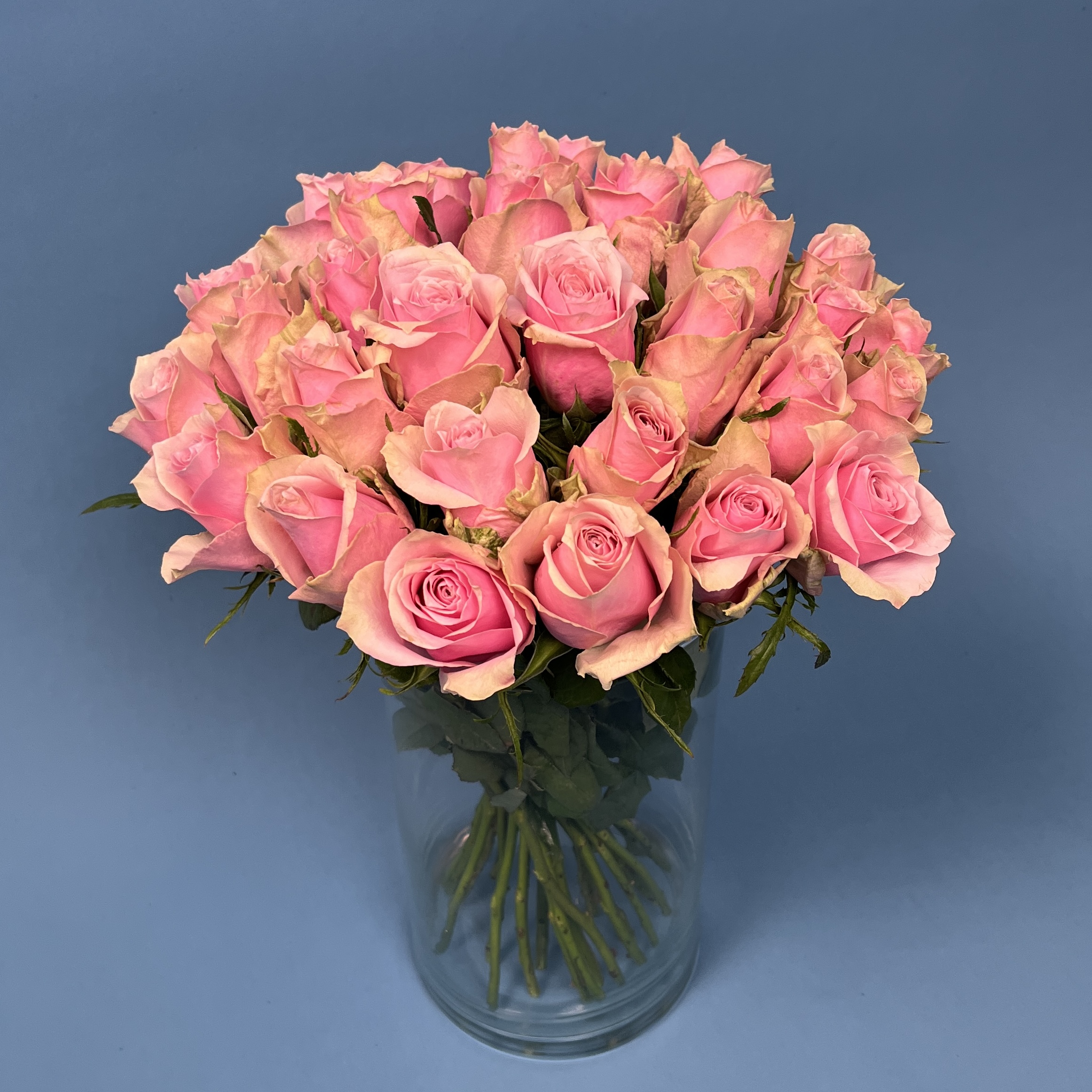 Роза 40 см Розовая Роял Атена