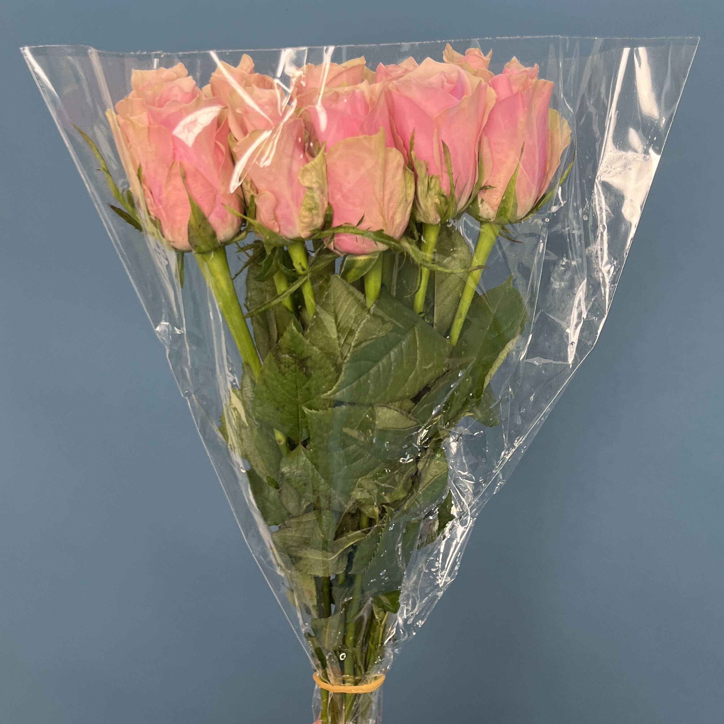 Роза 40 см Розовая Роял Атена