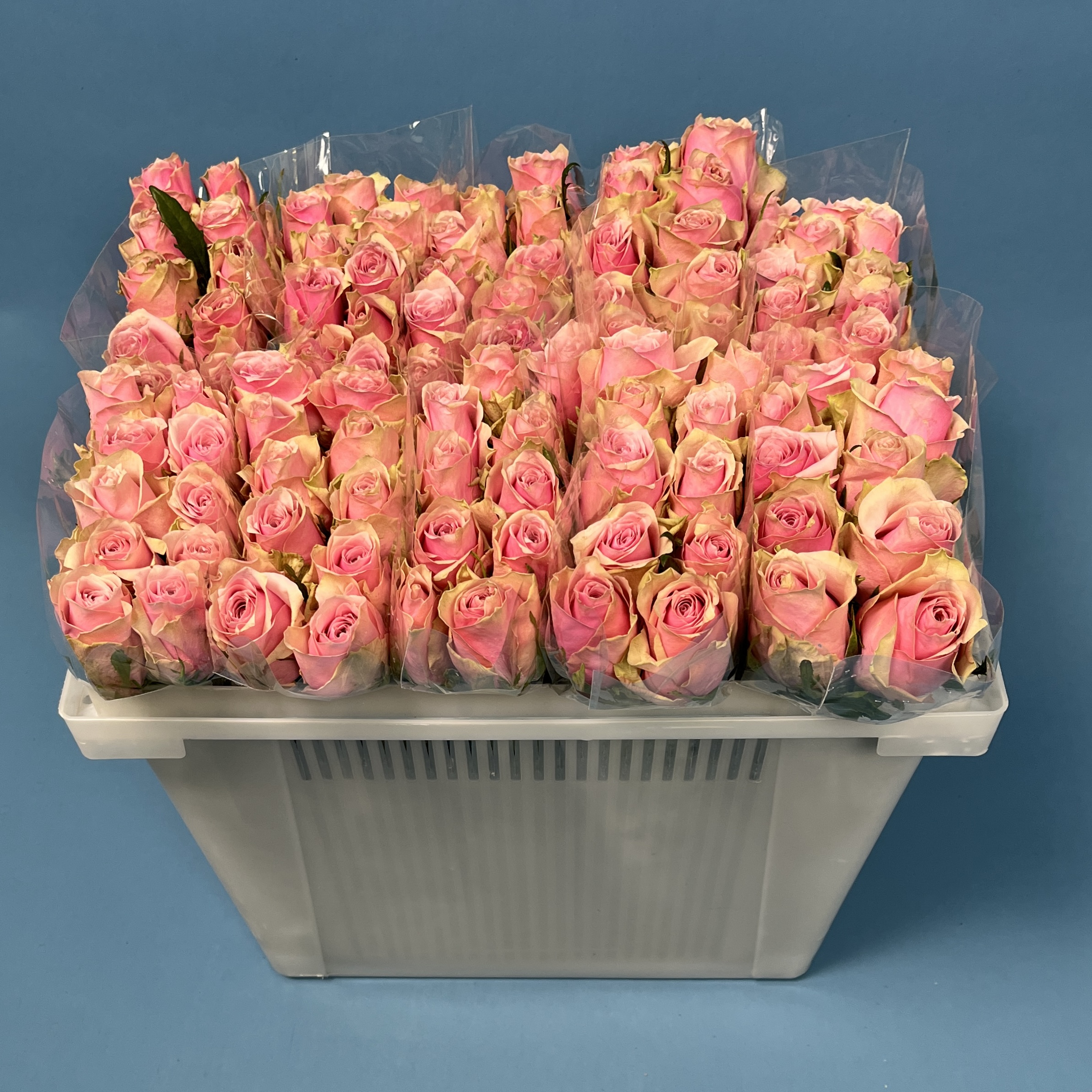 Роза 40 см Розовая Роял Атена