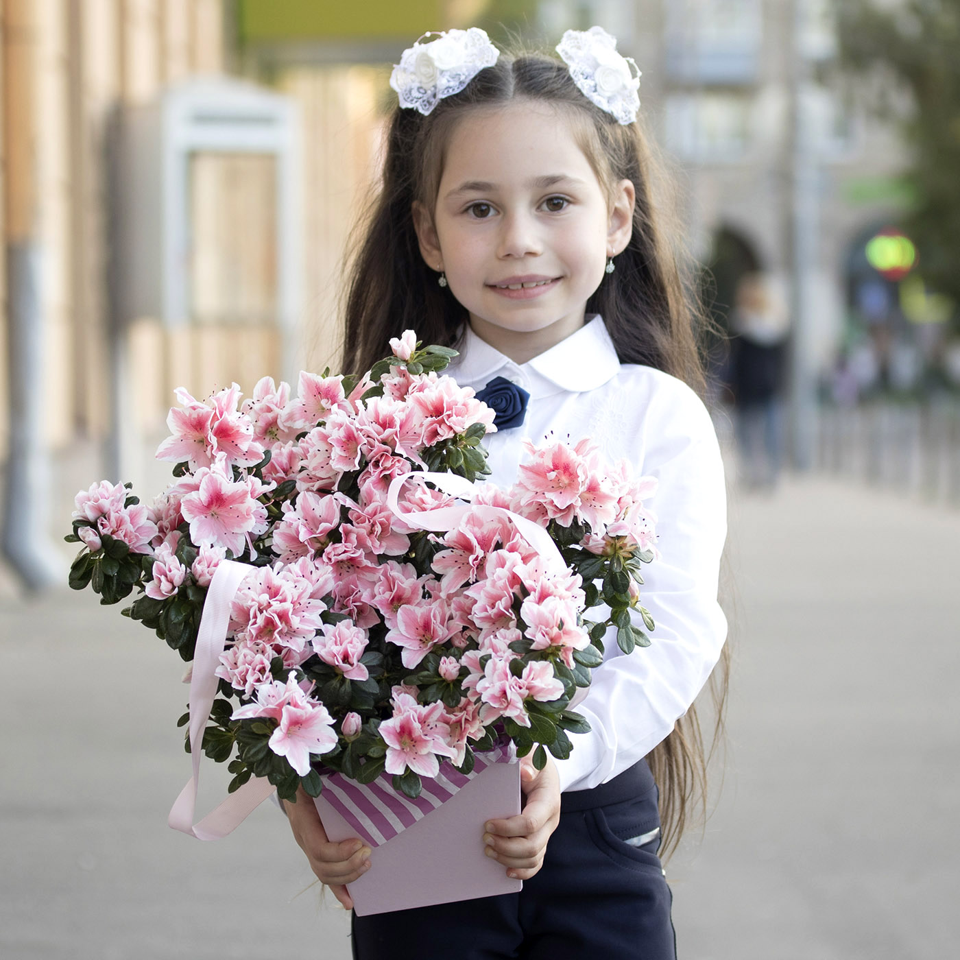 Азалия в коробке