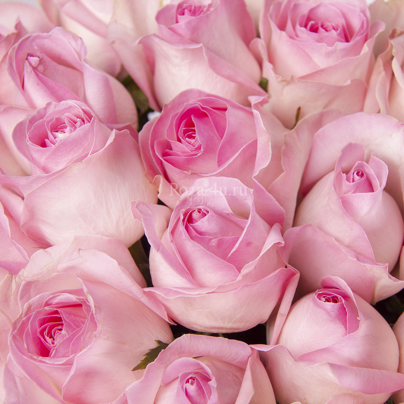 Светло-розовые розы - 15шт