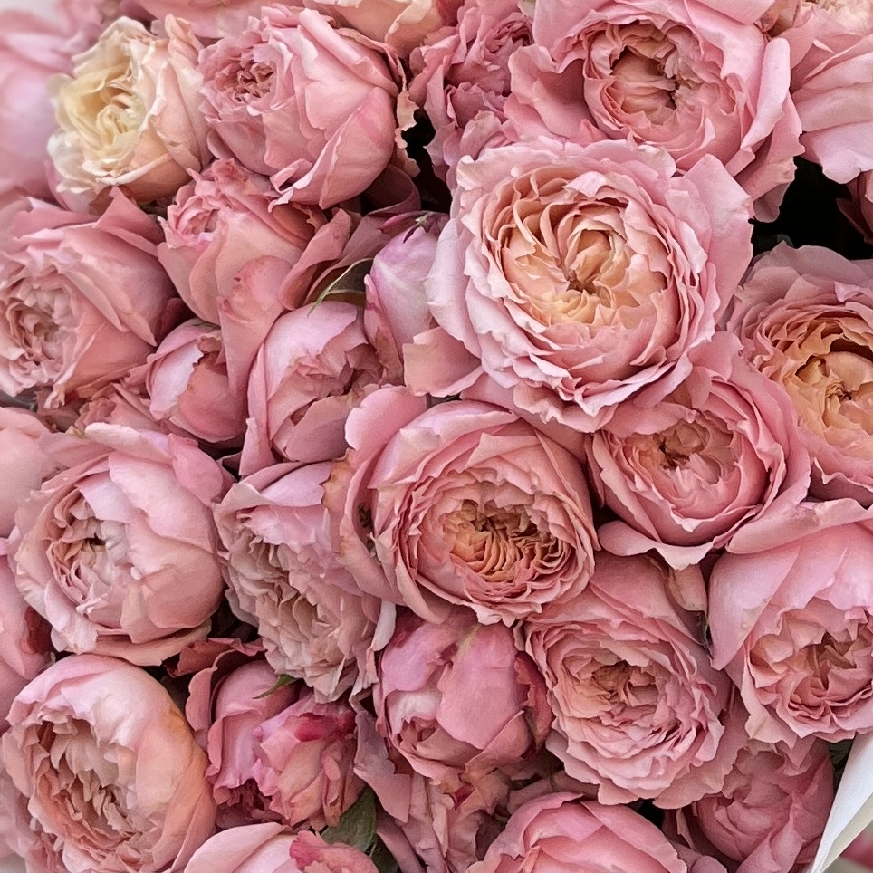 15 кустовых пионовидных персиковых роз Джульетта 50 см